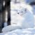 arctic fox at Ranua zoo
