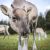 Reindeer summer